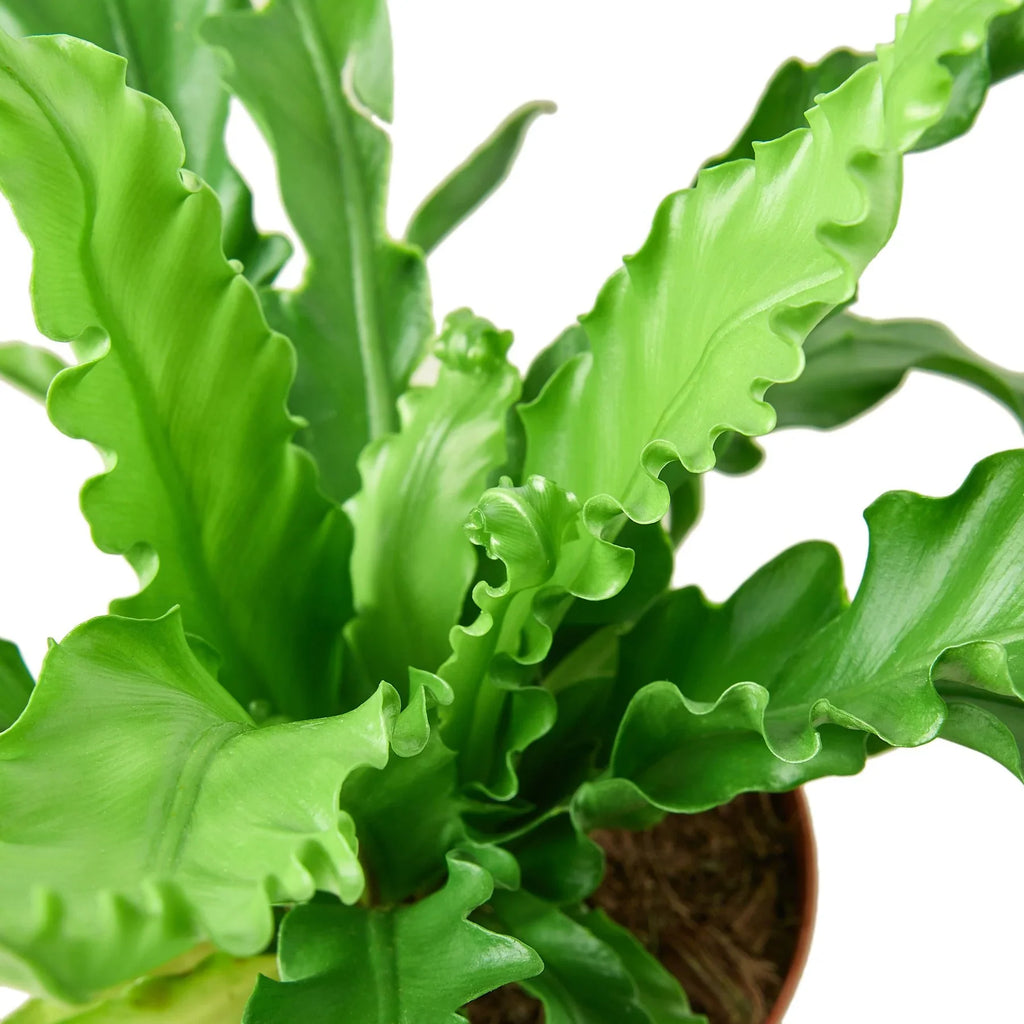Bird’s Nest 'Victoria' Fern – view 2