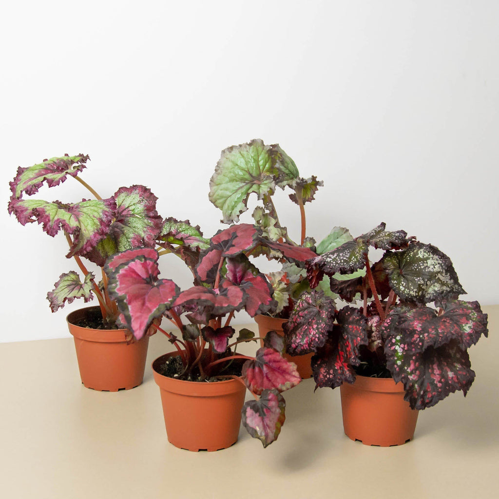 Begonia 'Rex' - 4 Pack Variety – view 2