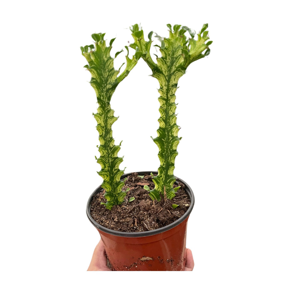 Euphorbia 'Mint Cream'