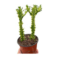 Euphorbia 'Mint Cream'