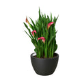 Calla Lily