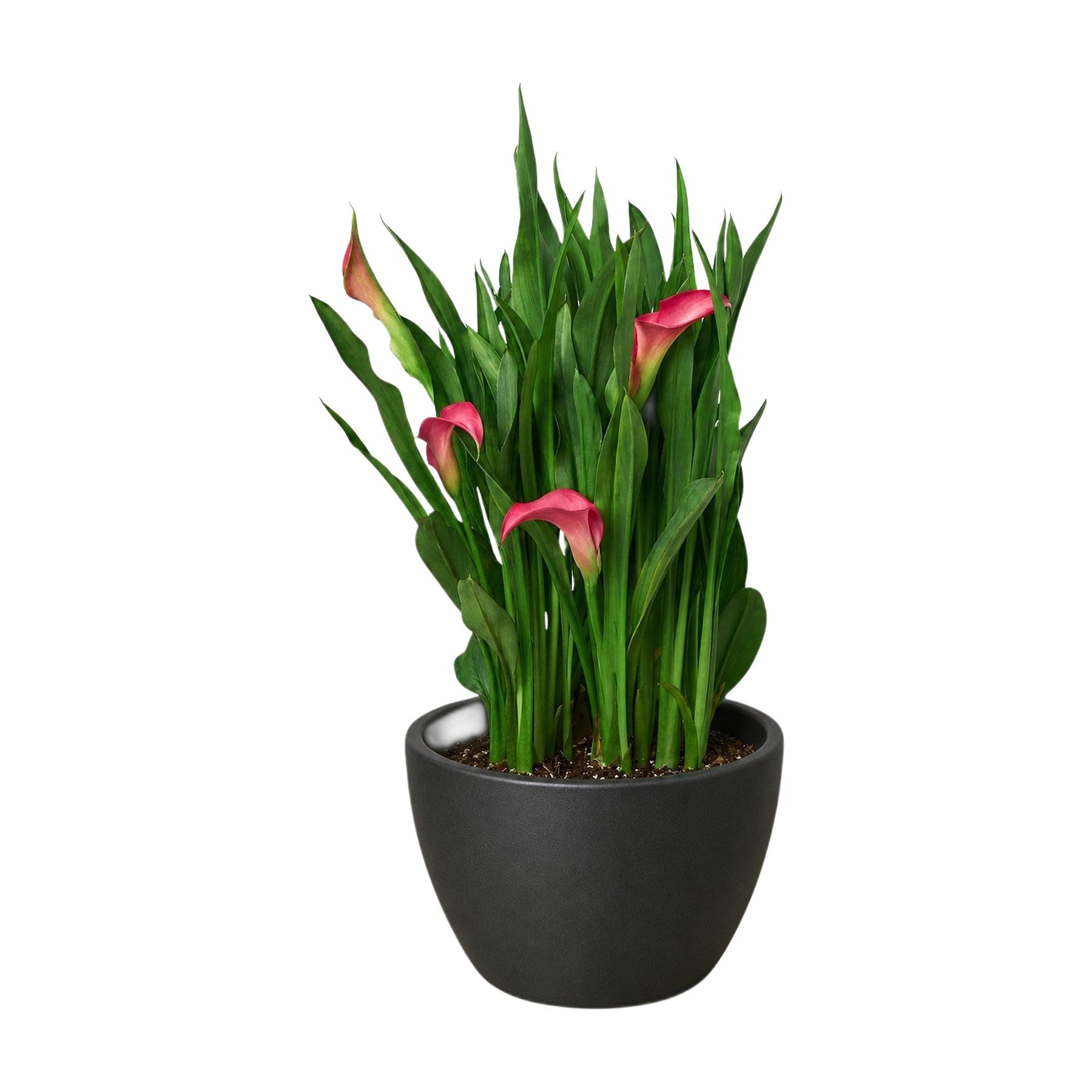 Calla Lily