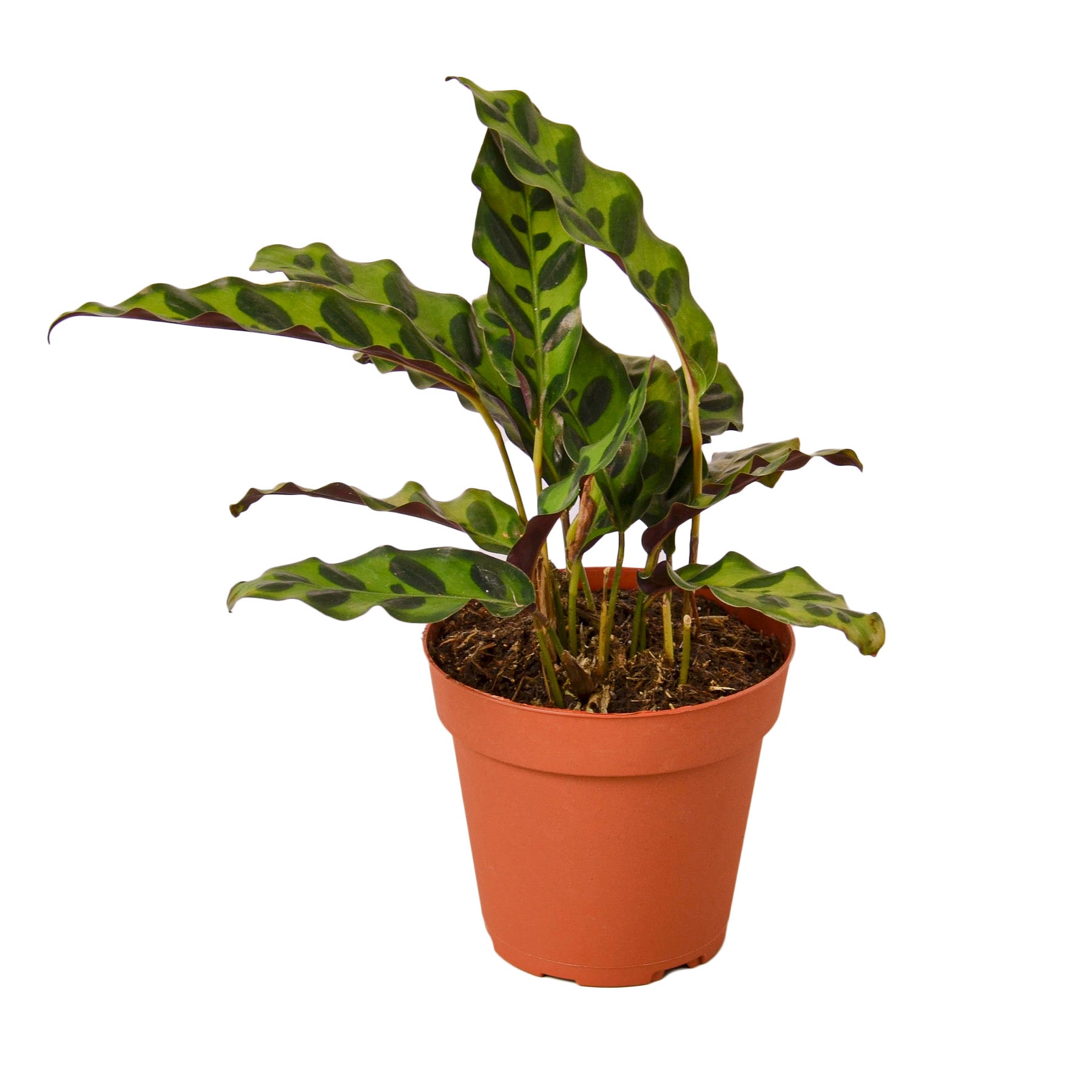 Calathea Lancifolia 'Rattlesnake' Live Plant – 4" Nursery Pot