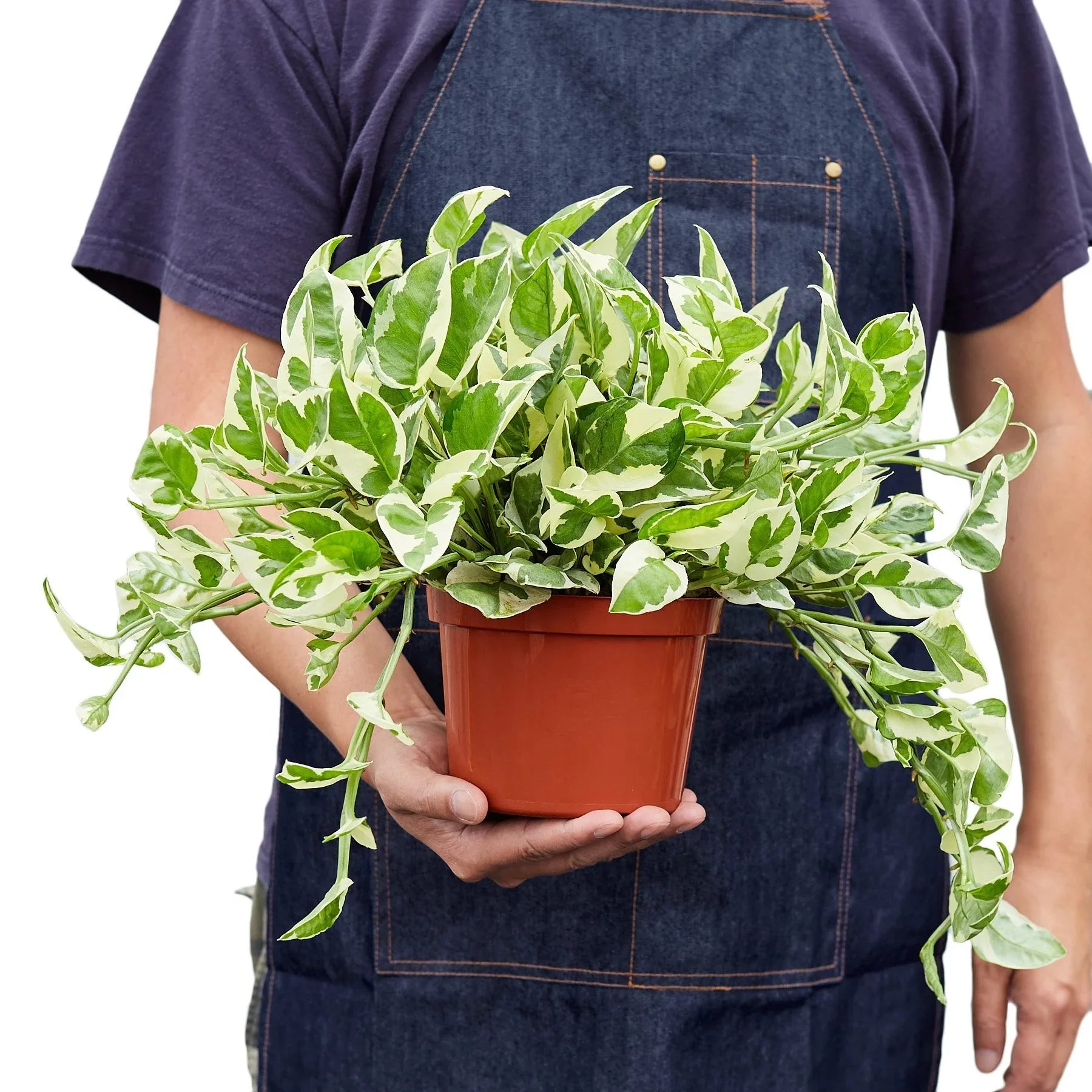 Pothos 'N'joy' – view 5