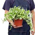 Pothos 'N'joy' – view 5