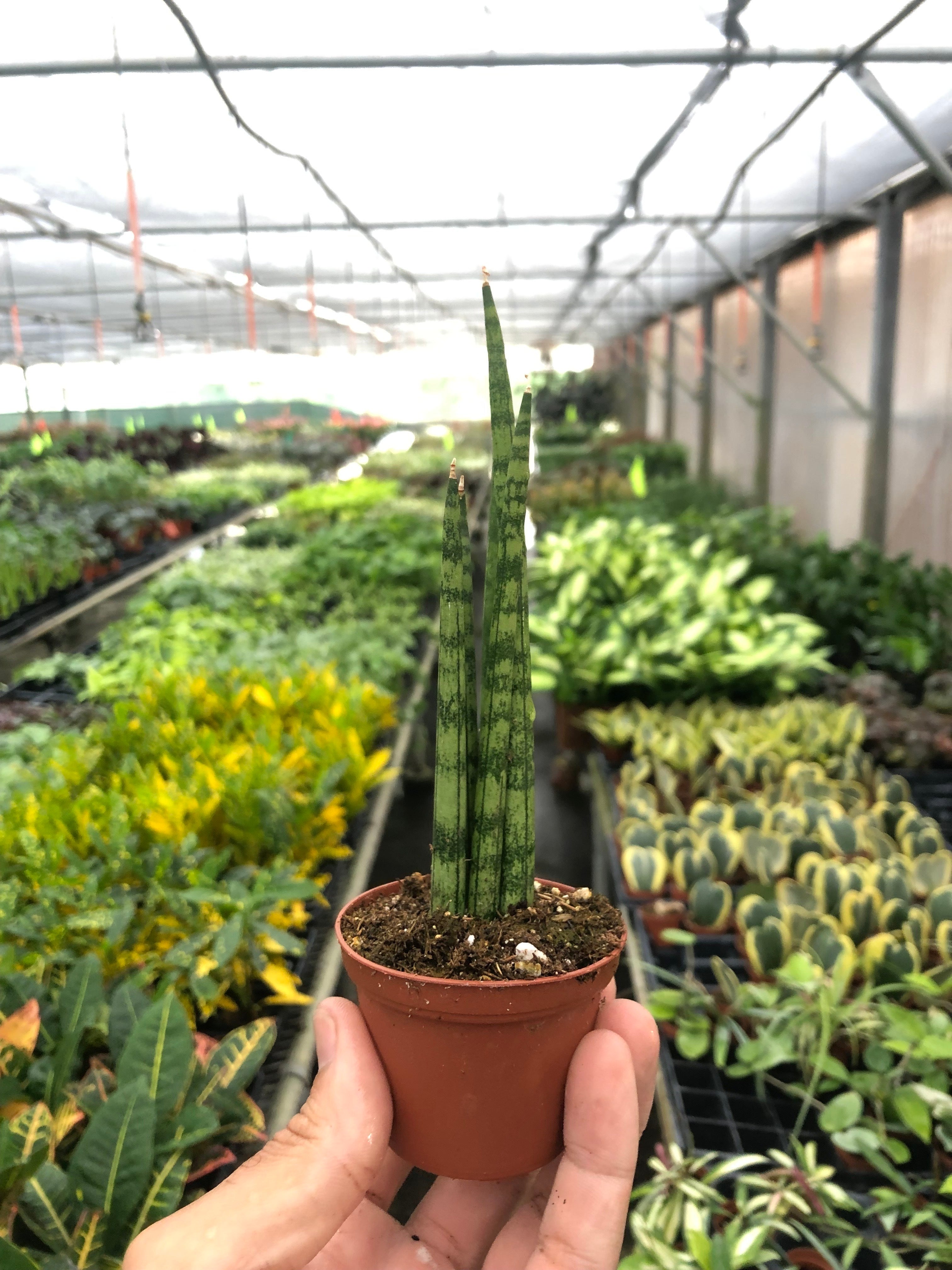 Snake Plant Cylindrica – view 9