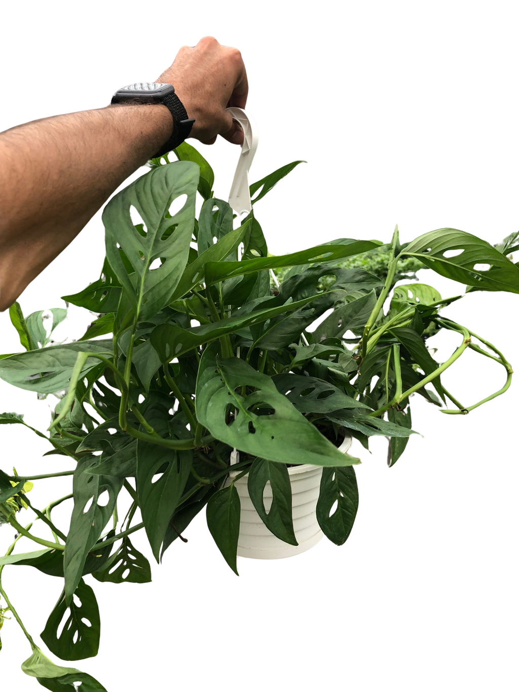 Monstera Adansonii 'Swiss Cheese' – view 7
