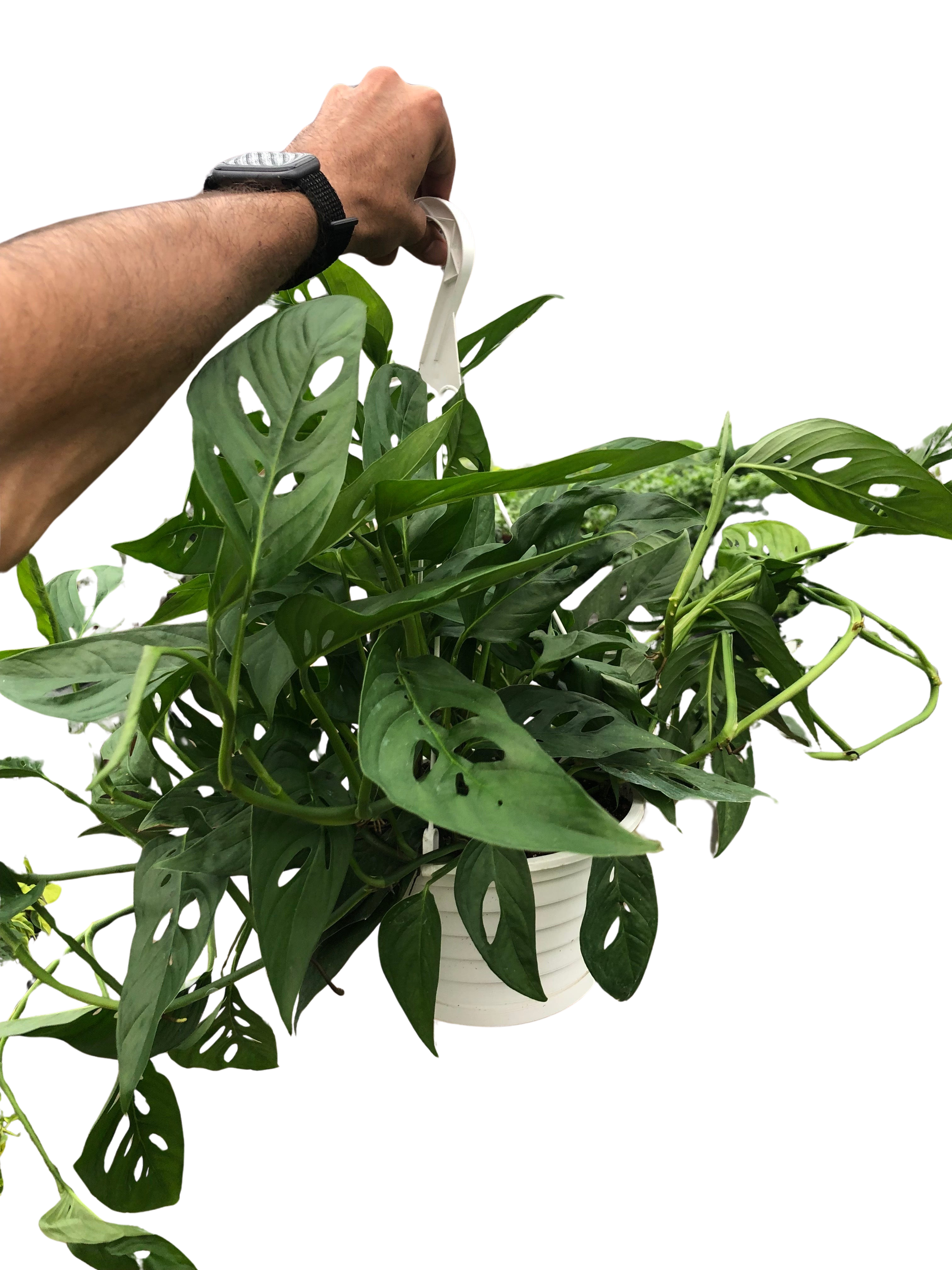 Monstera Adansonii 'Swiss Cheese' – view 7