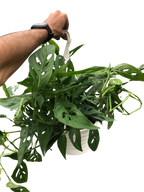 Monstera Adansonii 'Swiss Cheese' – view 7