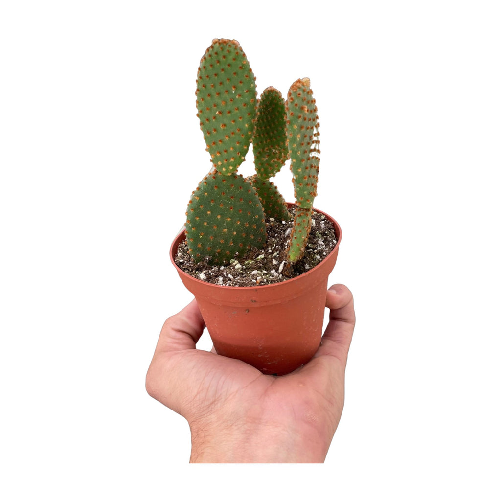 Opuntia 'Microdasys' (Bunny Ear Cactus)