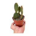 Opuntia 'Microdasys' (Bunny Ear Cactus)