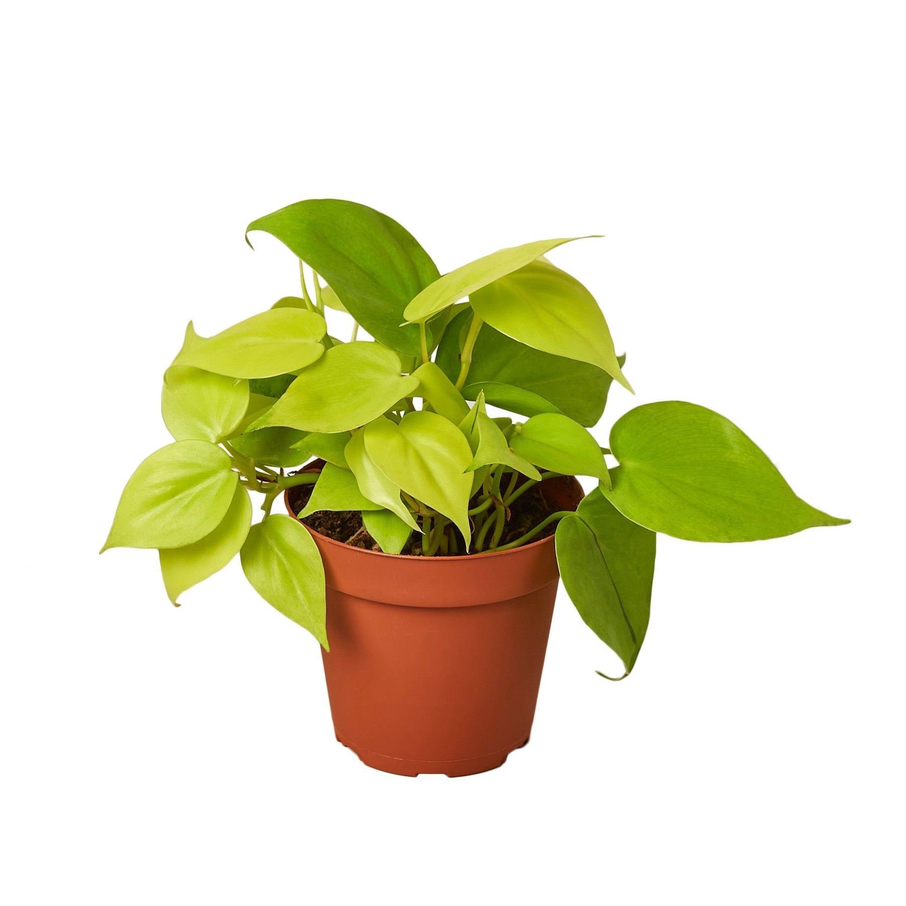 Philodendron 'Neon' Live Plant – 6" Nursery Pot