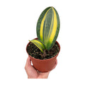 Variegated Shark Fin Snake Plant