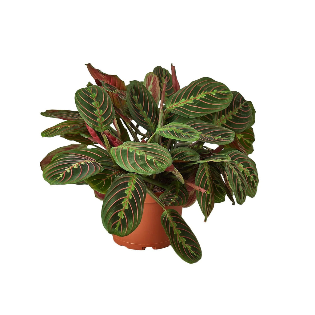 Maranta Red Prayer – view 4