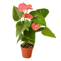 Anthurium 'Pink' Live Plant – 4" Nursery Pot
