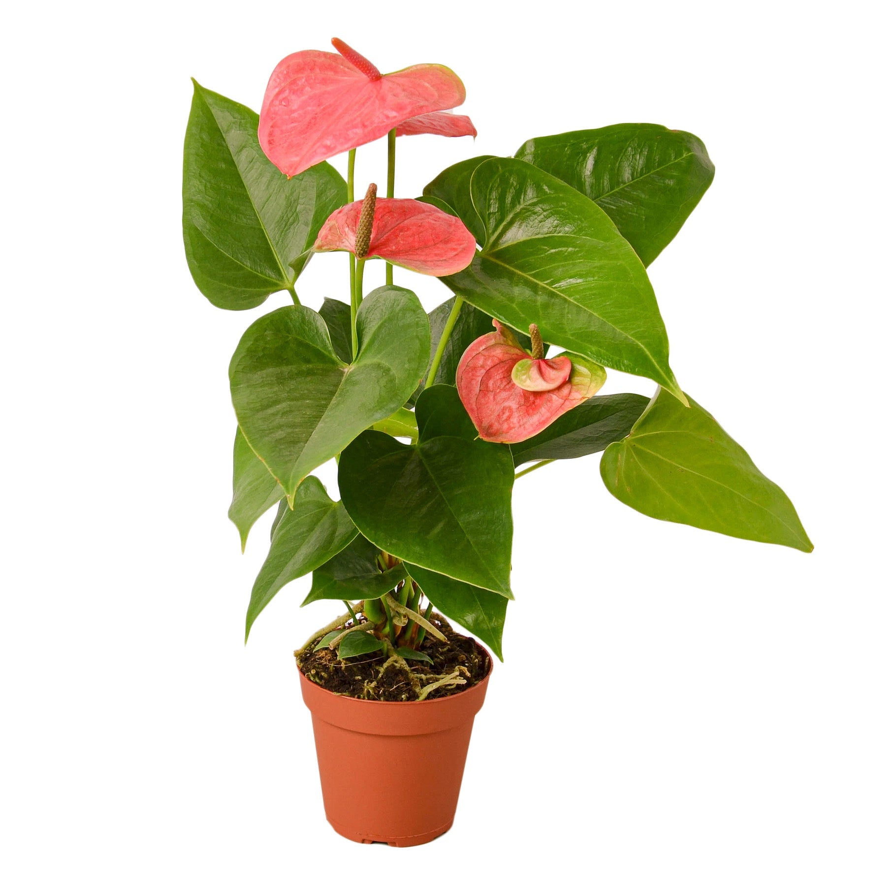 Anthurium 'Pink' Live Plant – 4" Nursery Pot