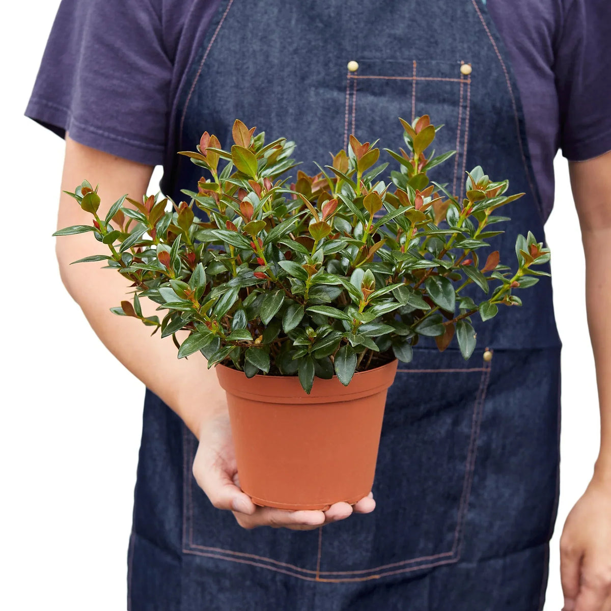 Nematanthus Black Goldfish Plant – view 6