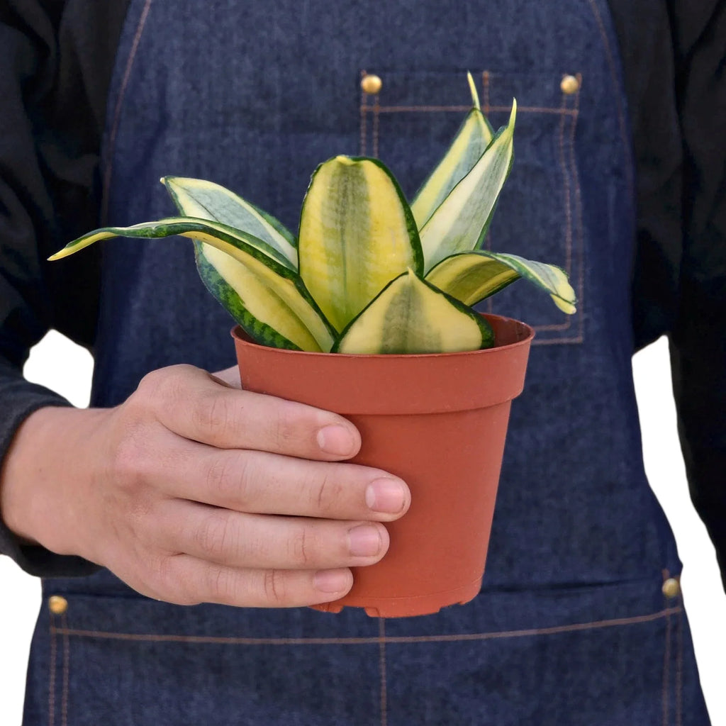 Snake Plant Gold Hahnii – view 3