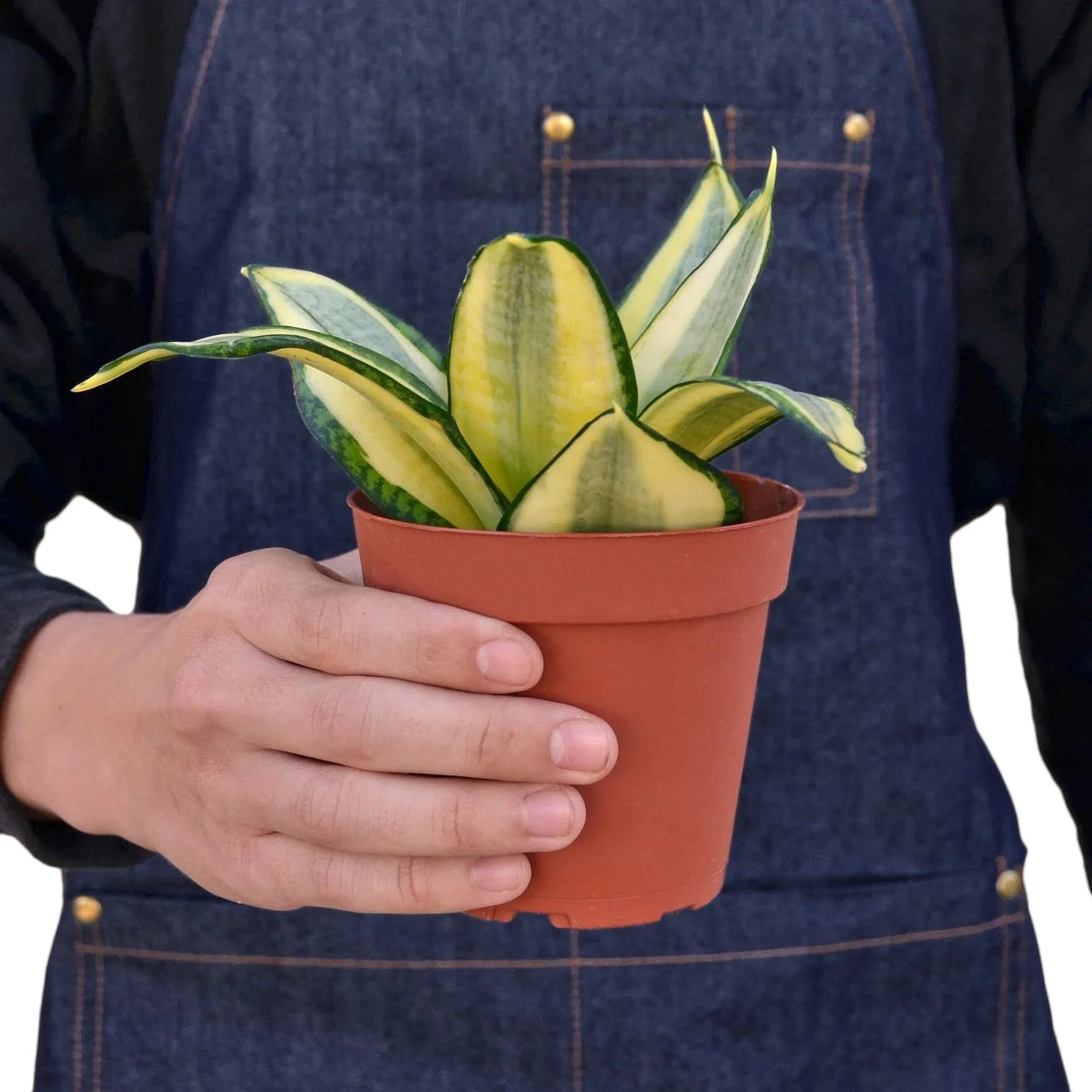 Snake Plant Gold Hahnii – view 3