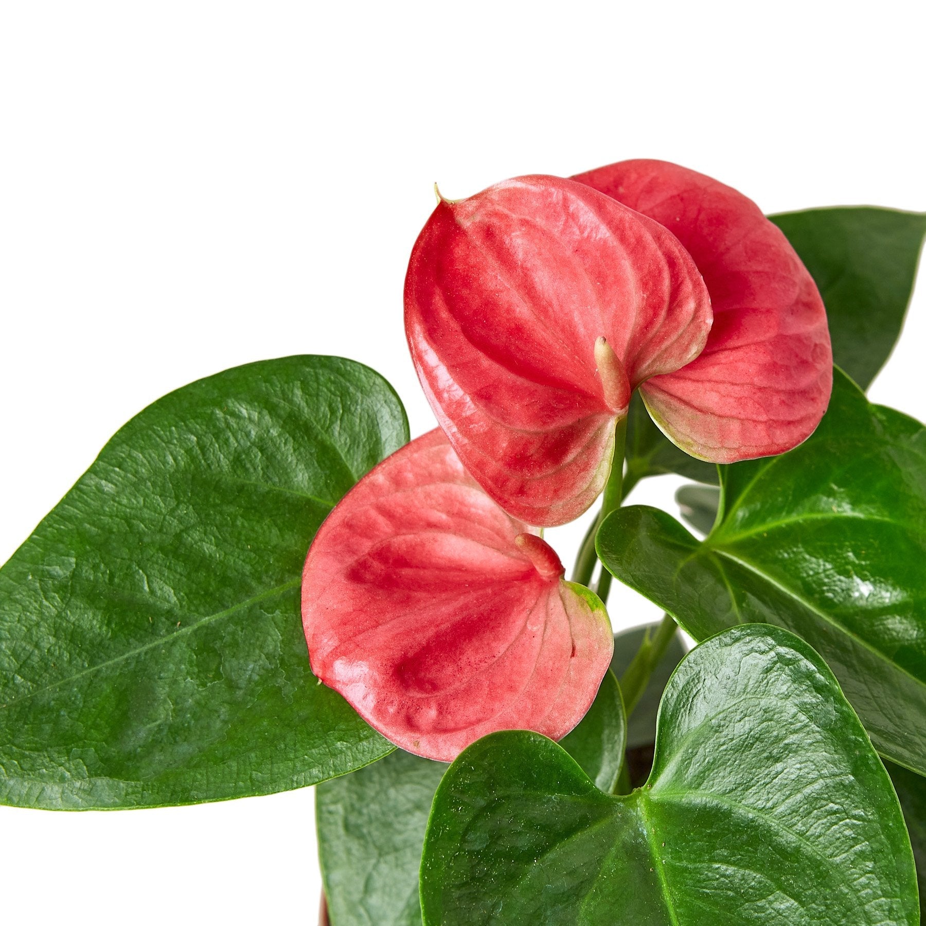 Anthurium 'Pink' – view 3