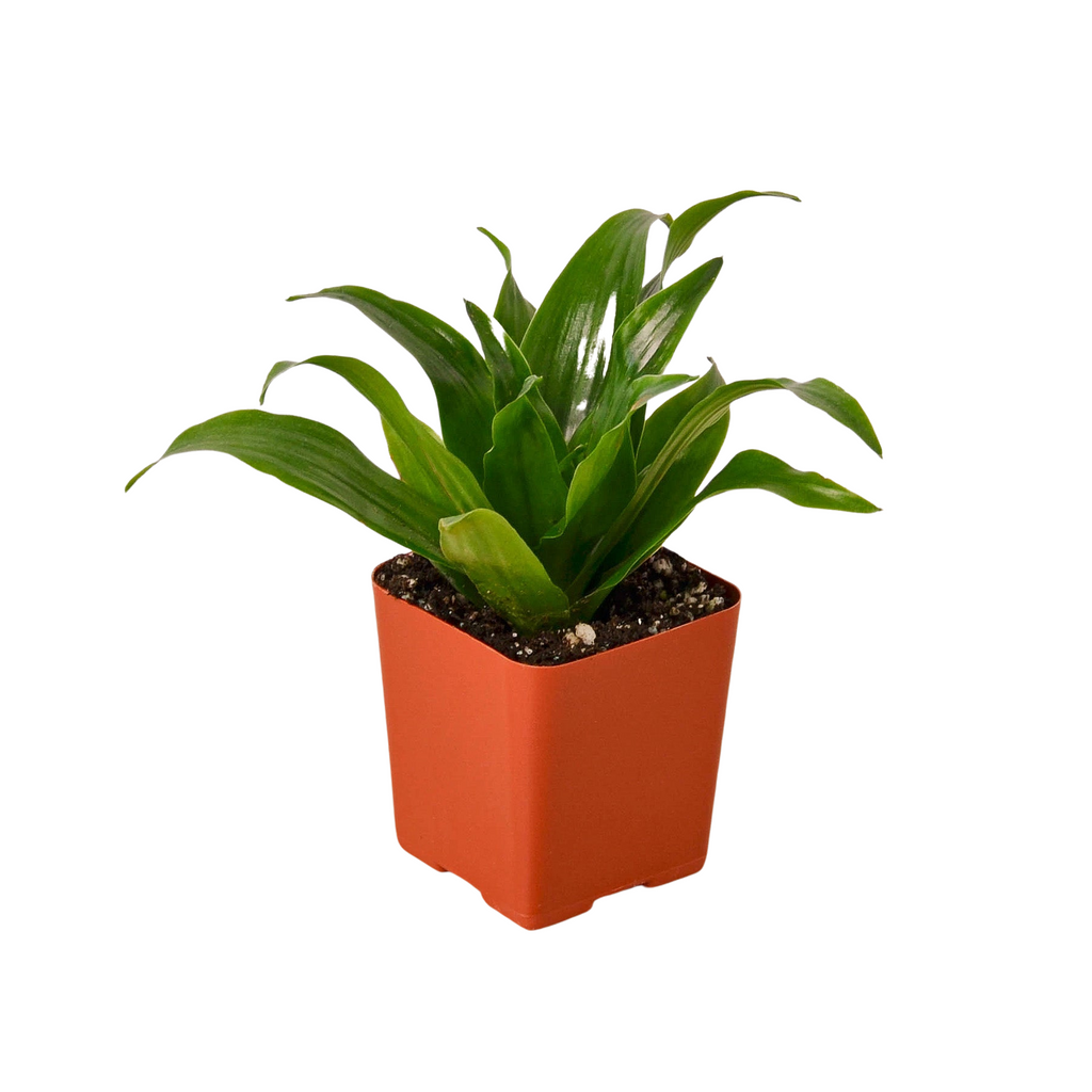 Tropical Variety Bundle - 3” Pots