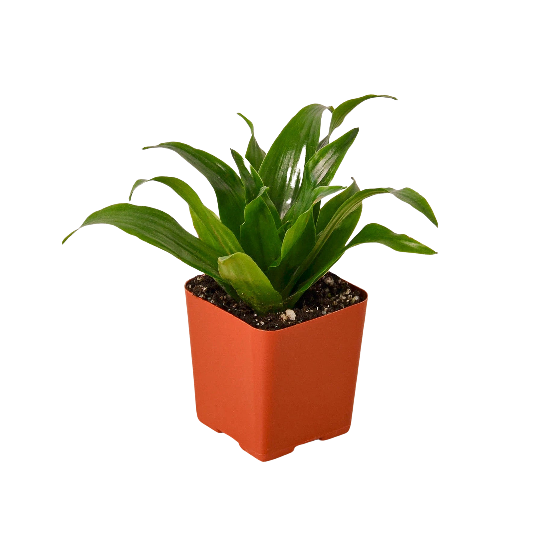 Tropical Variety Bundle - 3” Pots