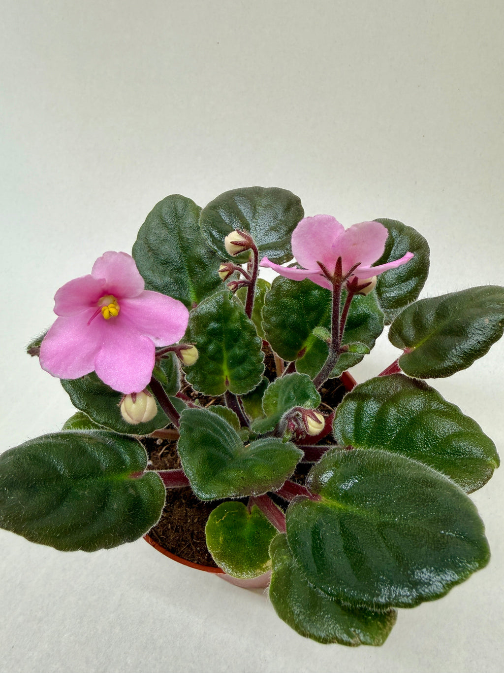 African Violet 'Pink' – view 2