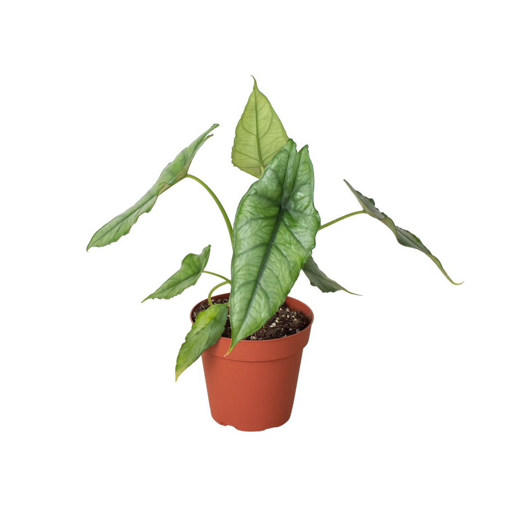 Alocasia 'Dragons Breath' by House Plant Dropship