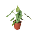 Alocasia 'Dragons Breath' by House Plant Dropship