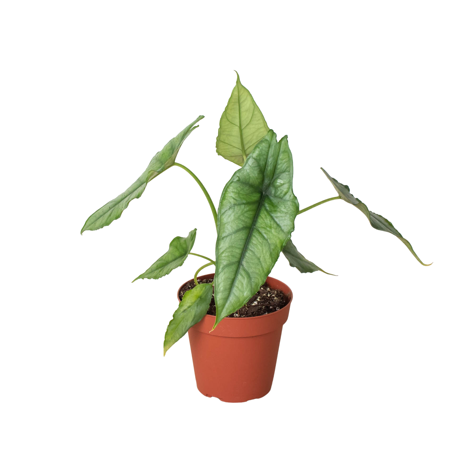 Alocasia 'Dragons Breath' by House Plant Dropship