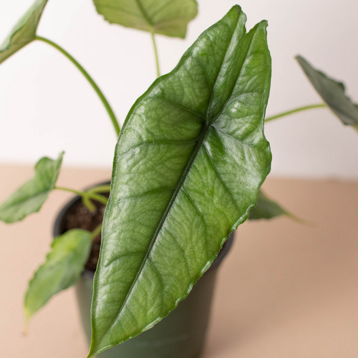 Alocasia 'Dragons Breath' by House Plant Dropship