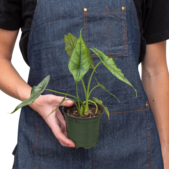 Alocasia 'Dragons Breath' by House Plant Dropship