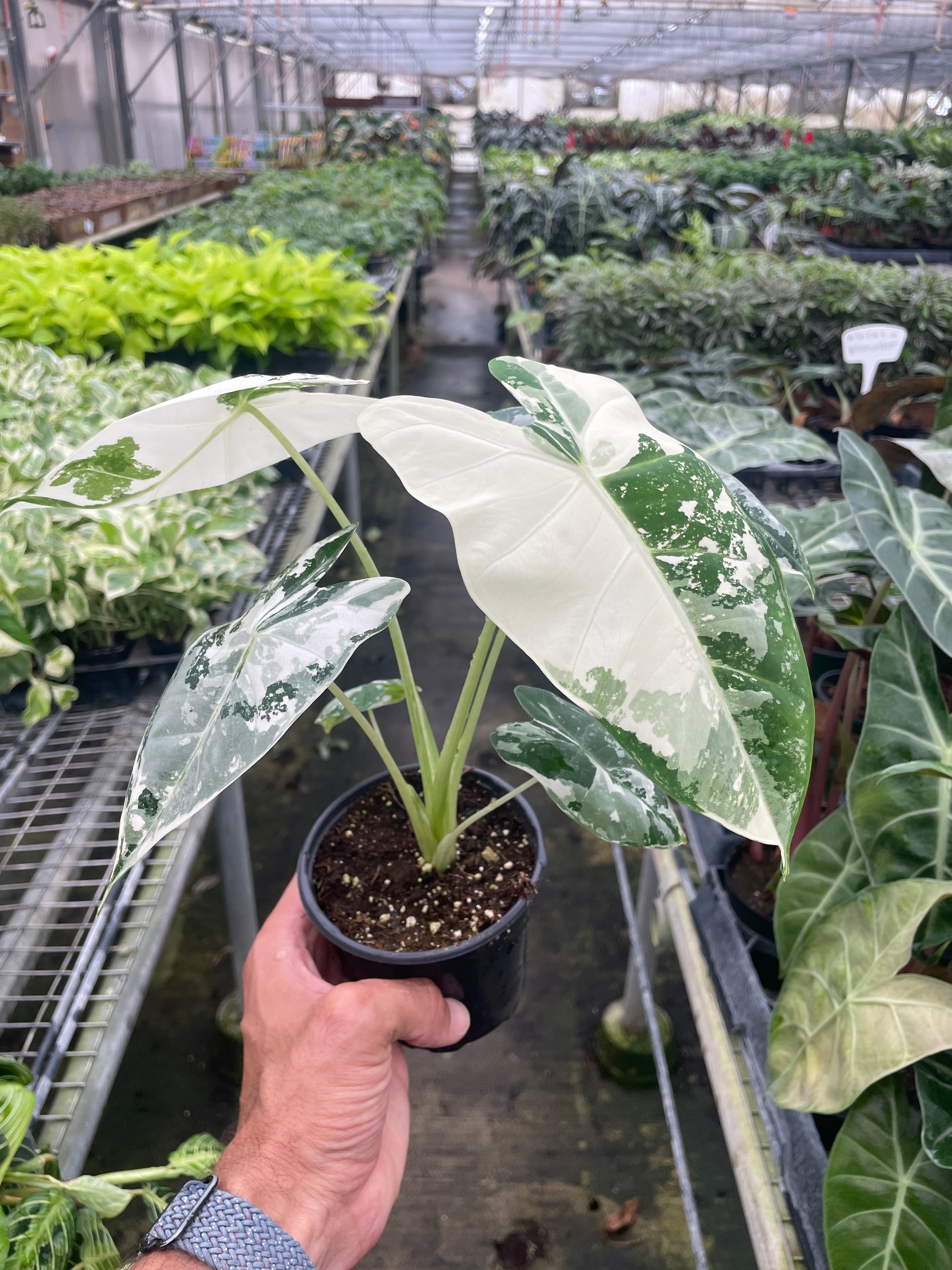 Alocasia Micholitziana 'Frydek' Variegated - 4" Pot – view 2