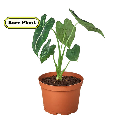 Alocasia Micholitziana 'Frydek' – view 2