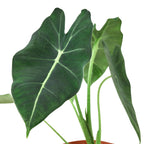 Alocasia Micholitziana 'Frydek' – view 4