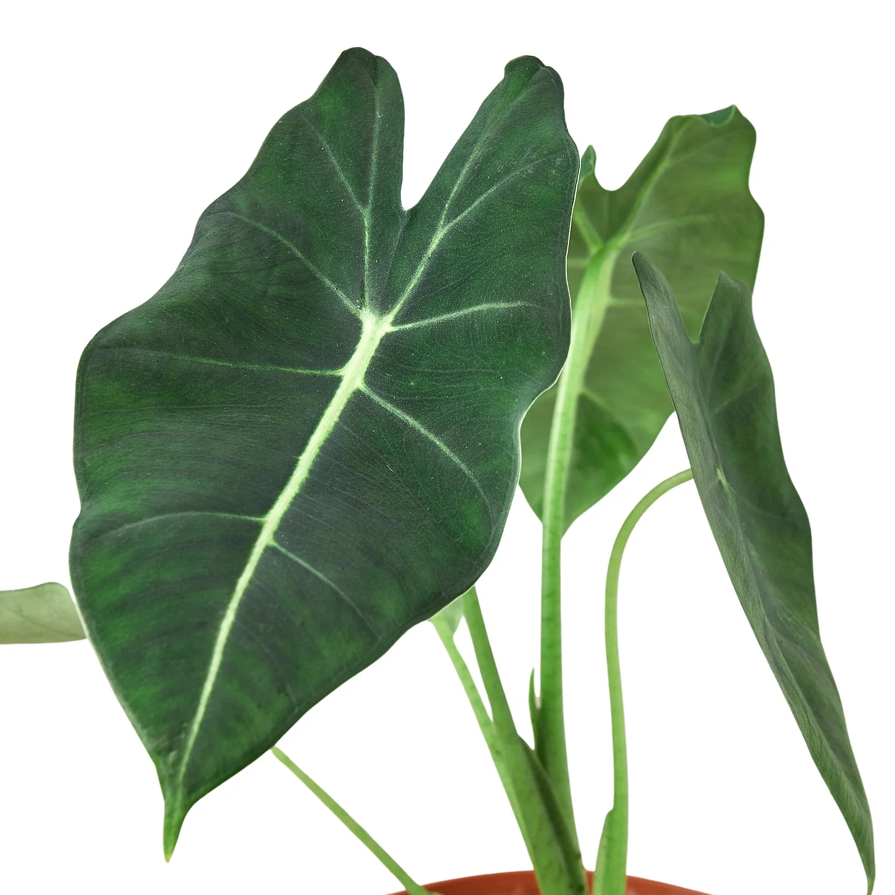 Alocasia Micholitziana 'Frydek' – view 4