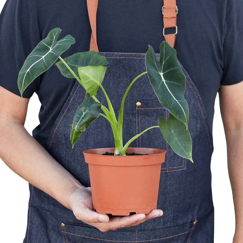 Alocasia Micholitziana 'Frydek' – view 6