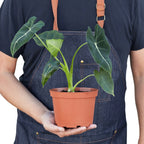Alocasia Micholitziana 'Frydek' – view 6