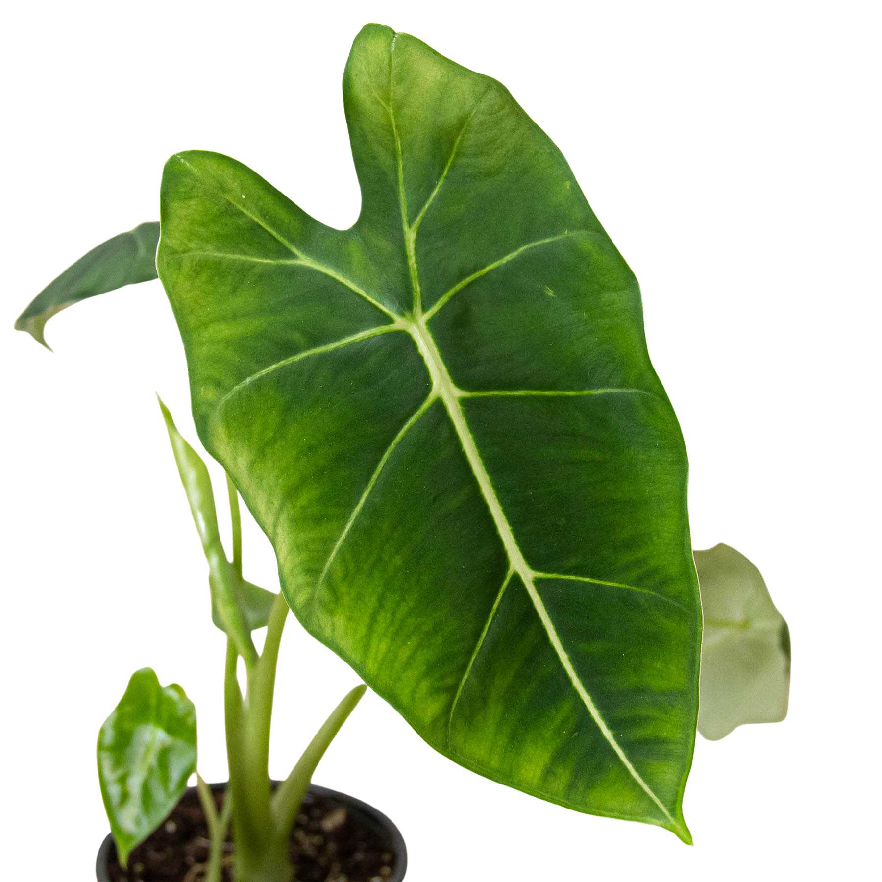 Alocasia Micholitziana 'Frydek' – view 3
