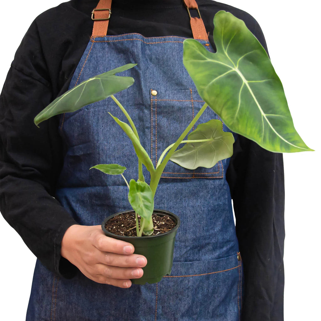 Alocasia Micholitziana 'Frydek' – view 5