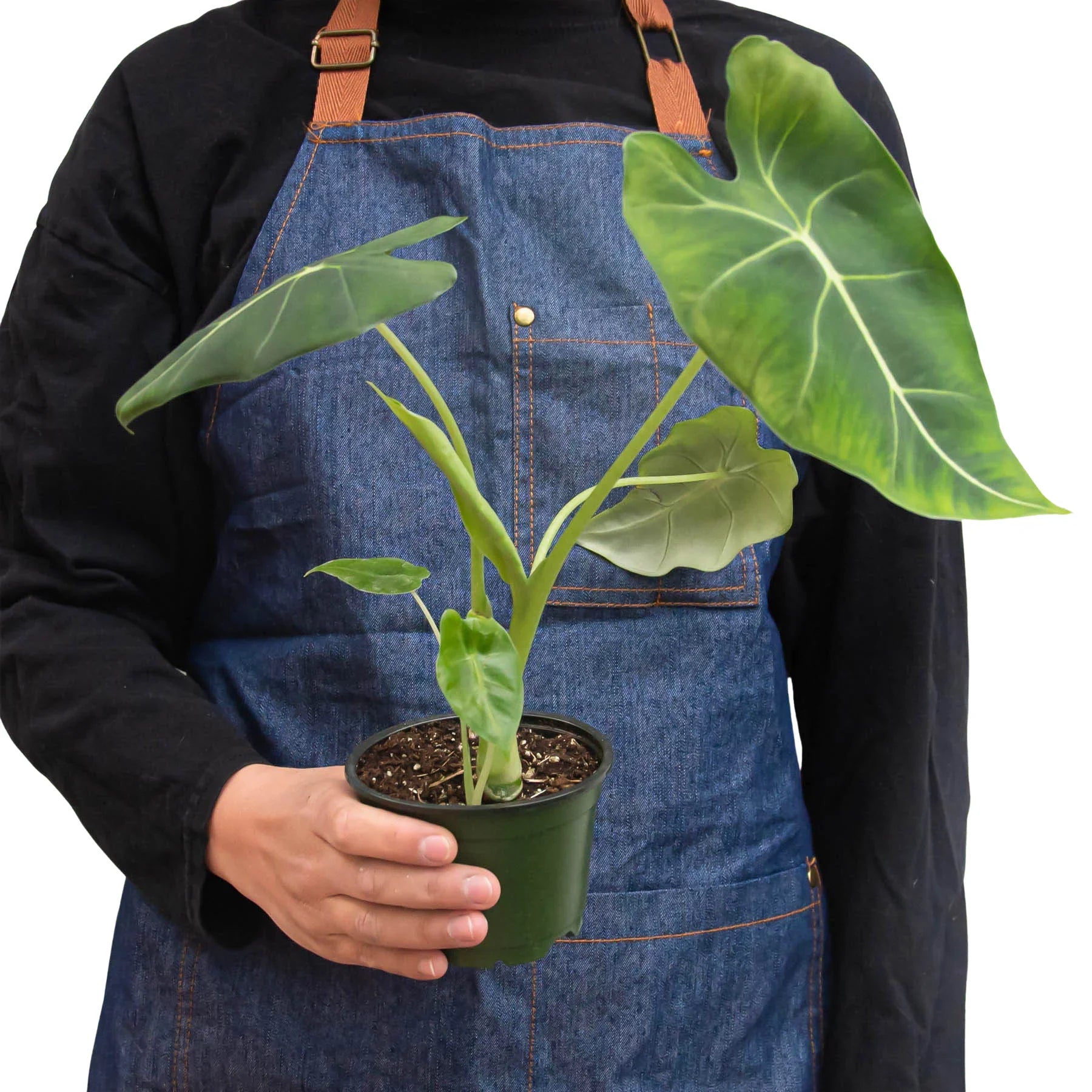 Alocasia Micholitziana 'Frydek' – view 5