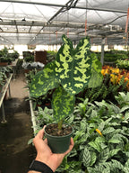 Alocasia 'Hilo Beauty' – view 4