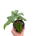 Alocasia 'Jacklyn'