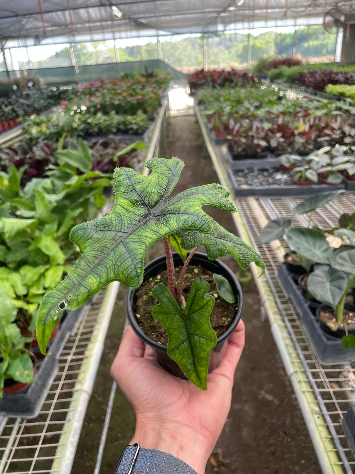 Alocasia 'Jacklyn' – view 2