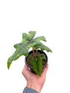 Alocasia 'Jacklyn' – view 3