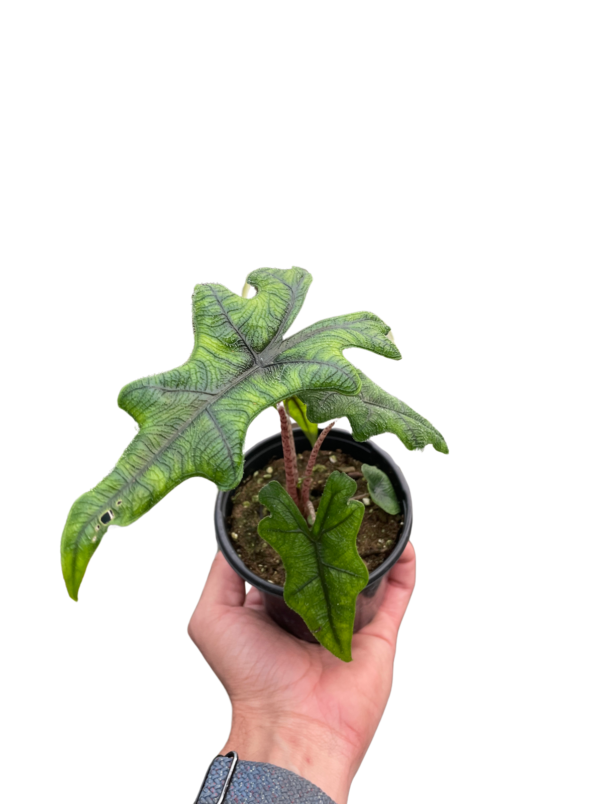 Alocasia 'Jacklyn' – view 3