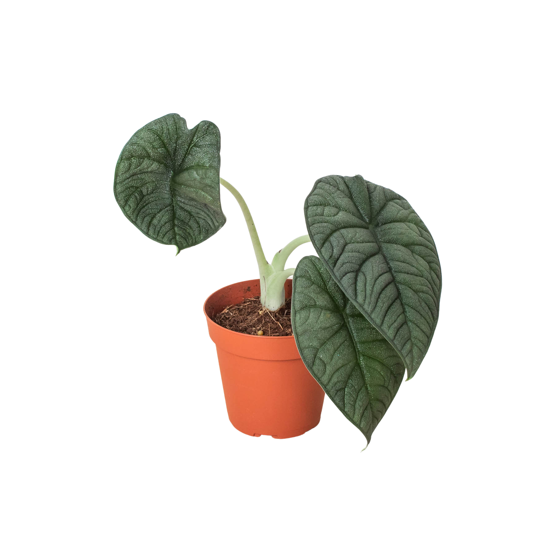 Alocasia 'Melo' by House Plant Dropship
