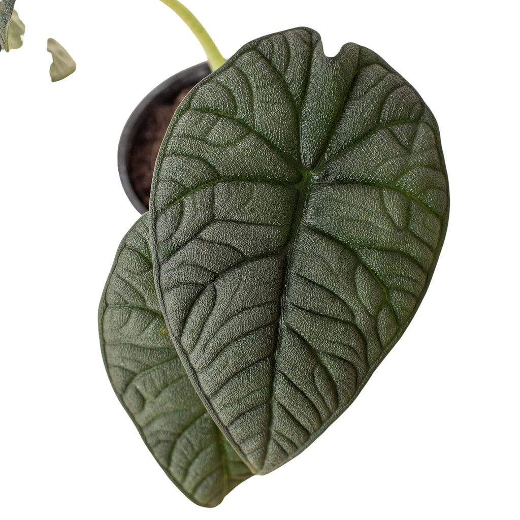 Alocasia 'Melo' by House Plant Dropship