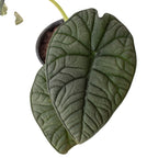 Alocasia 'Melo' by House Plant Dropship