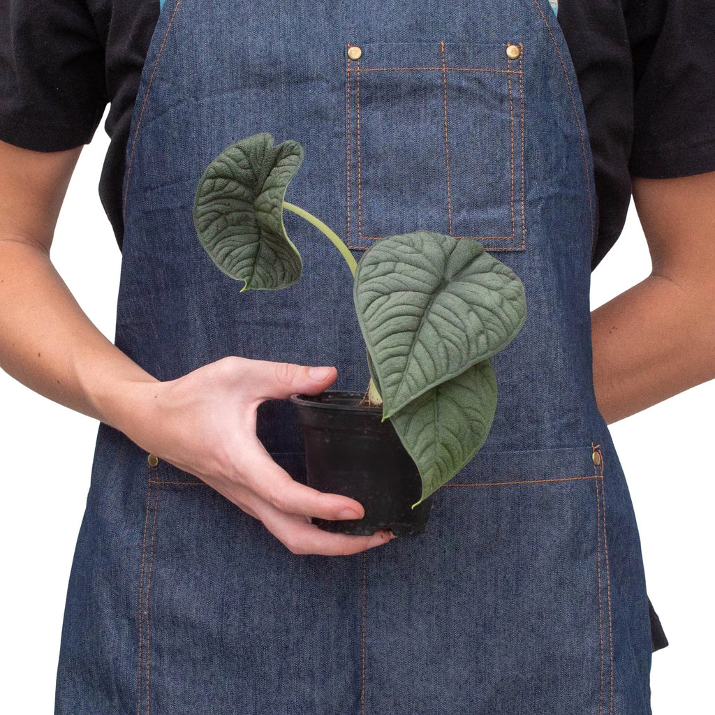 Alocasia 'Melo' by House Plant Dropship